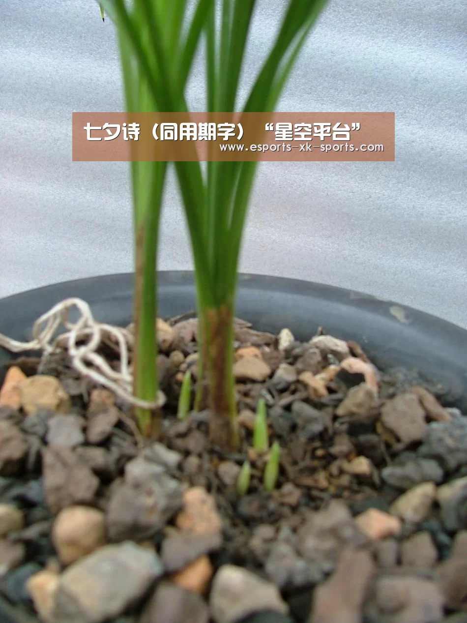 星空平台